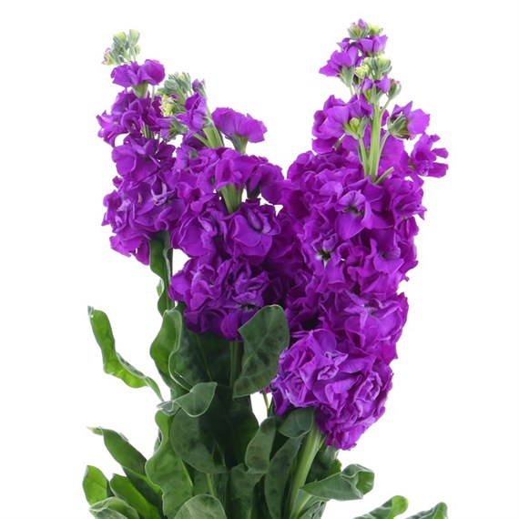 Stocks (x 4 Individual Stems) - Purple