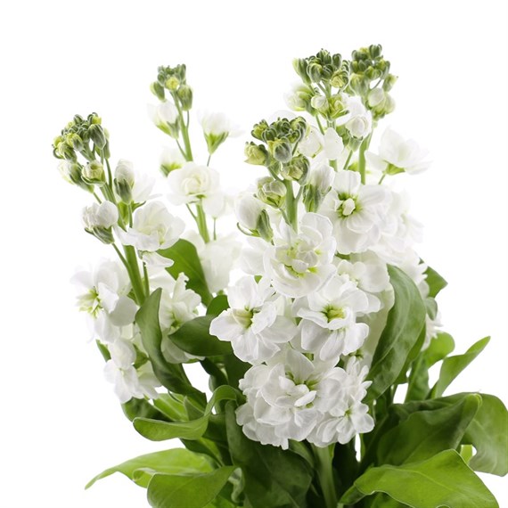 Stocks (x 4 Individual Stems) - White