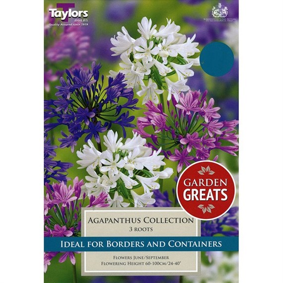 Taylors Bulbs Agapanthus Collection (4 Pack) (SV308)