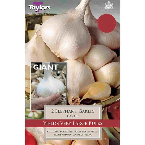 Taylors Bulbs Elephant Garlic - Pack of 2 (SVEG15)