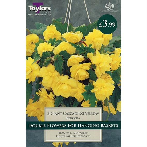 Taylors Bulbs Begonia Yellow Giant Cascading (3 Pack) (TS231)