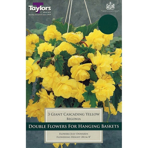 Taylors Bulbs Begonia Yellow Giant Cascading (3 Pack) (TS231)