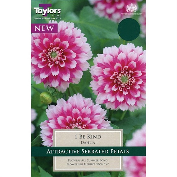 Taylors Bulbs Dahlia Be Kind (Single Pack) (TS319)