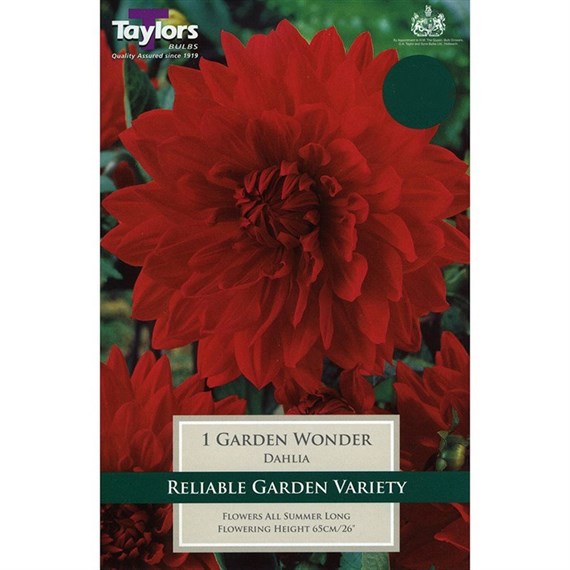 Taylors Bulbs Dahlia Garden Wonder (Single Pack) (TS329)