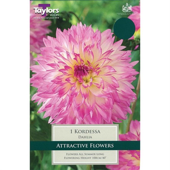 Taylors Bulbs Dahlia Kordessa (Single Pack) (TS340)