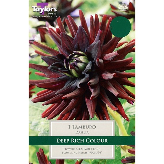 Taylors Bulbs Dahlia Tamburo (Single Pack) (TS344)