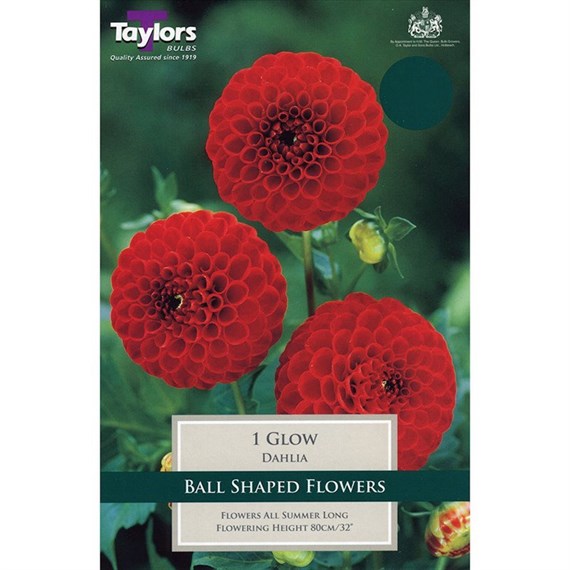 Taylors Bulbs Dahlia Glow (Single Pack) (TS354)
