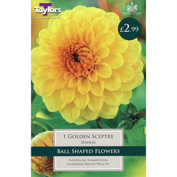 Taylors Bulbs Dahlia Golden Sceptre (Single Pack) (TS357)