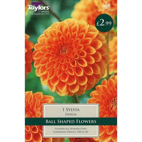 Taylors Bulbs Dahlia Sylvia (Single Pack) (TS366)