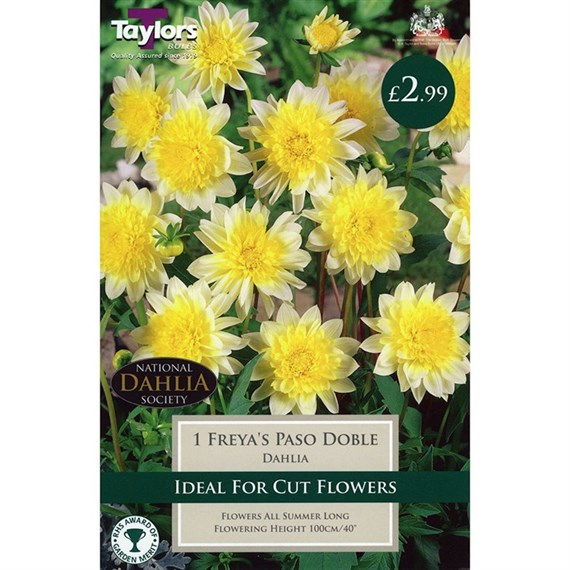 Taylors Bulbs Dahlia Freya's Paso Doble (Single Pack) (TS453)