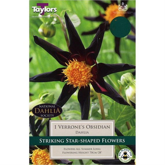 Taylors Bulbs Dahlia Verrone's Obsidian (Single Pack) (TS465)