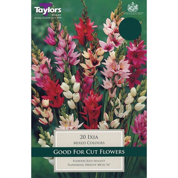 Taylors Bulbs Ixias (25 Pack) (TS753)