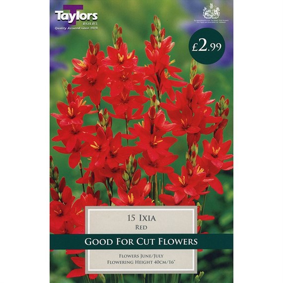 Taylors Bulbs Ixia Red (15 Pack) (TS758)