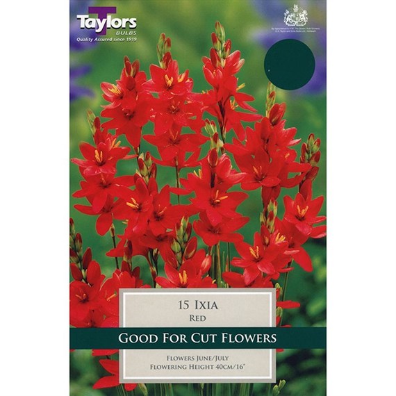 Taylors Bulbs Ixia Red (15 Pack) (TS758)