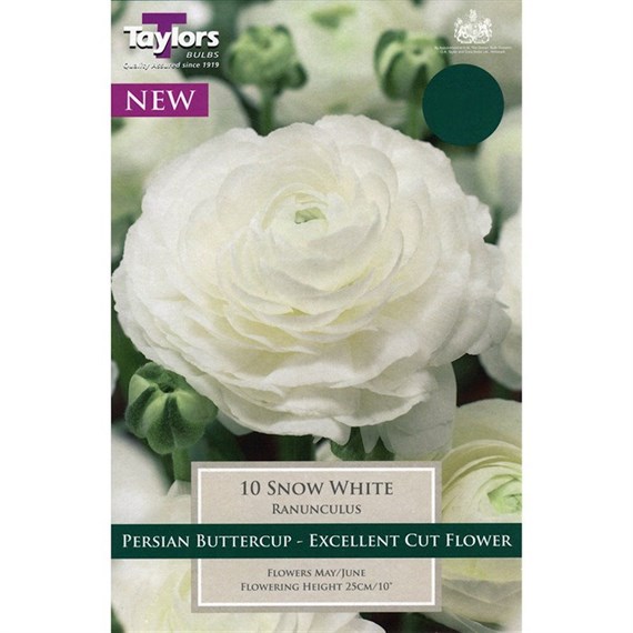 Taylors Bulbs Ranunculus Snow White (10 Pack) (TS783)