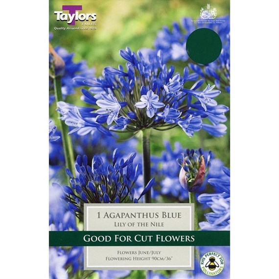 Taylors Bulbs Agapanthus Blue (Lily Of The Nile) (Single Pack) (TS801)