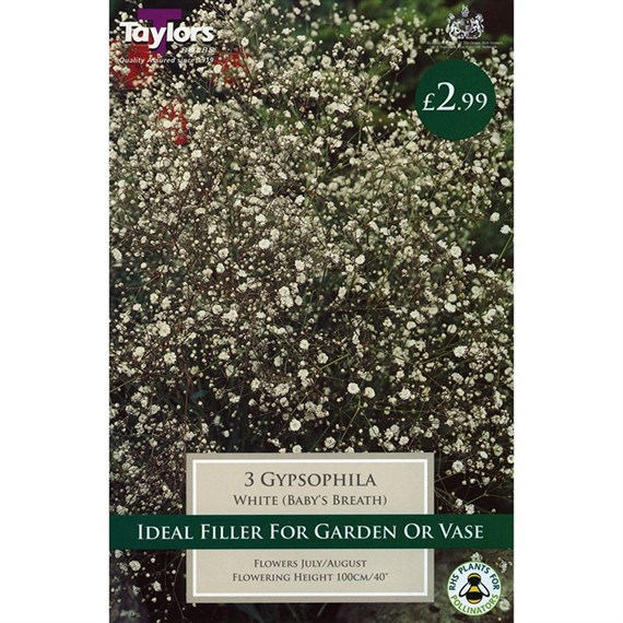 Taylors Bulbs Gypsophila White (3 Pack) (TS829)