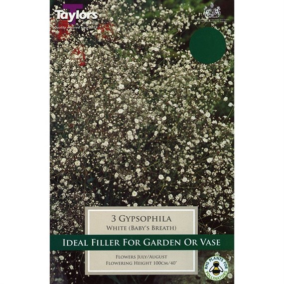 Taylors Bulbs Gypsophila White (3 Pack) (TS829)