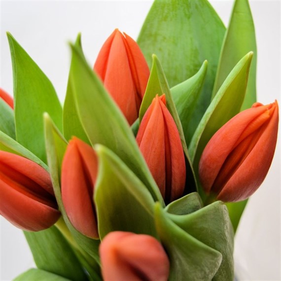 Tulips (x 8 Individual Stems) - Orange