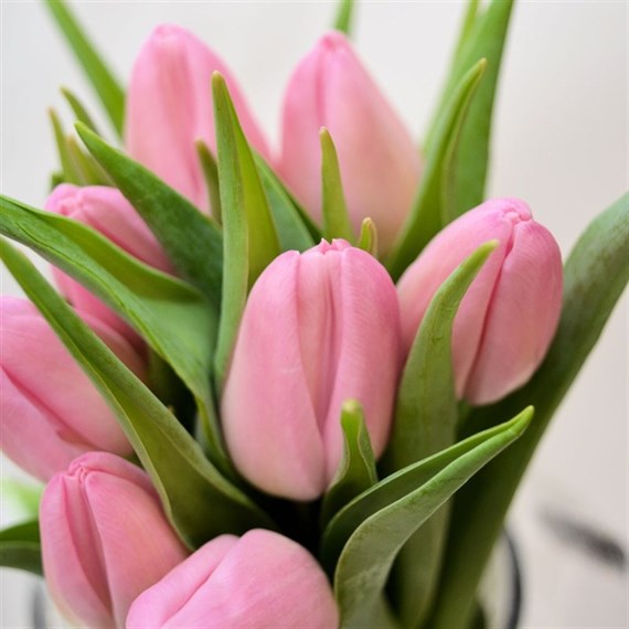 Tulips (x 8 Individual Stems) - Pink