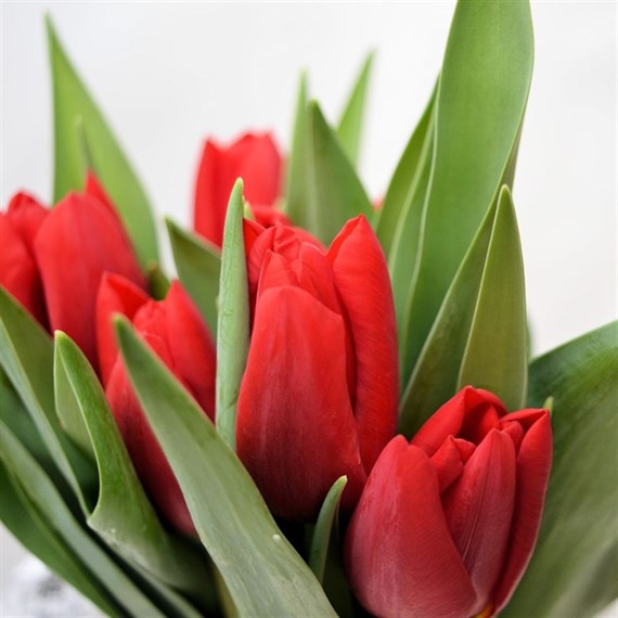 Tulips (x 8 Individual Stems) - Red