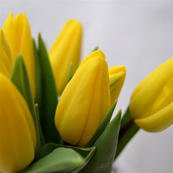 Tulips (x 8 Individual Stems) - Yellow