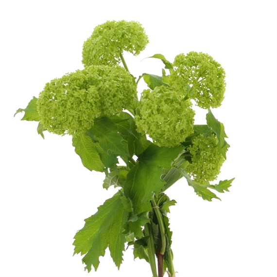 Viburnum (x 3 Individual Stems) - Green