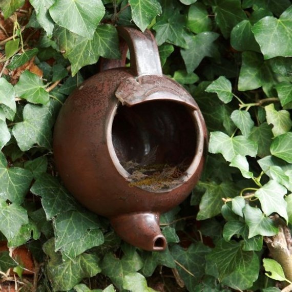 Wildlife World Robin Tea Pot Nester (TPN)