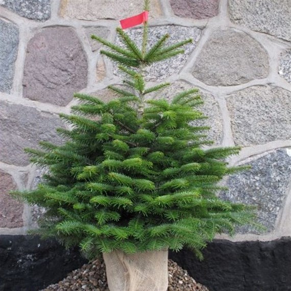 Nordmann Fir 3-4ft (100-125cm) Real Pot Grown Christmas Tree