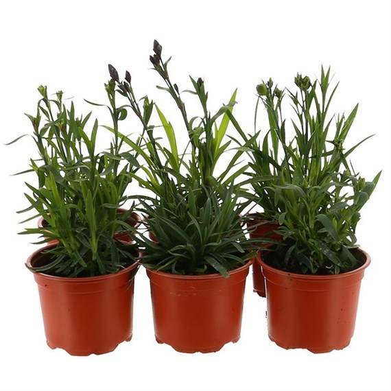 A Lucky Dip Selection! Dianthus Suncharm Assorted 6 x 10.5cm Pot Bedding