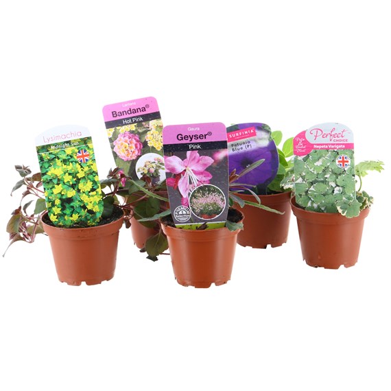 A Lucky Dip Selection! Hanging Basket Mixed - 6 x 10.5cm Pot Bedding
