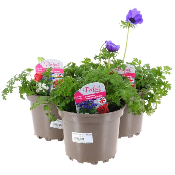 A Lucky Dip Selection! Anemone Double Harmony 3 x 2L Pot Bedding
