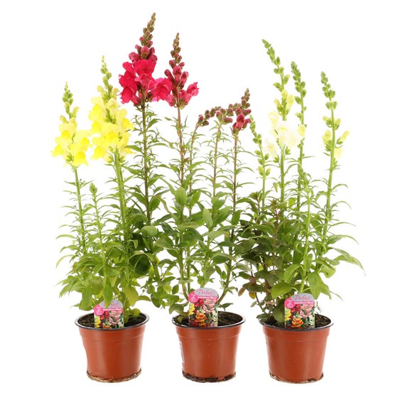 A Lucky Dip Selection! Antirrhinum - 13cm x 3 Pot Bedding