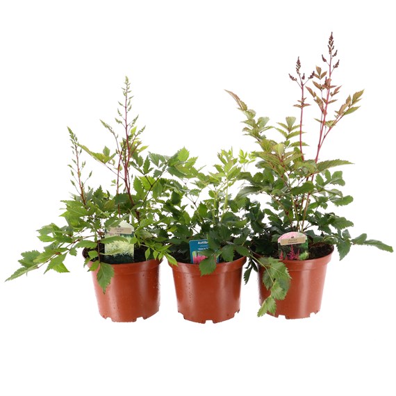 A Lucky Dip Selection! Astilbe - 3 x 3L Pot Bedding