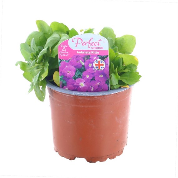 A Lucky Dip Selection! Aubretia - 10 x 10.5cm Pot Bedding