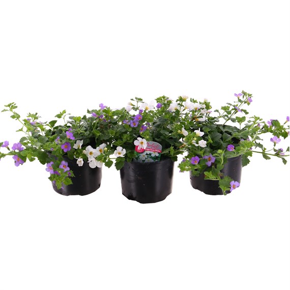 A Lucky Dip Selection! Bacopa - 13cm x 3 Pot Bedding