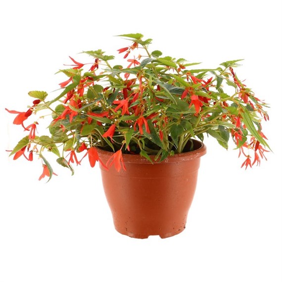A Lucky Dip Selection! Begonia Bossa Nova - 6.5L Pot Bedding