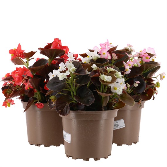 A Lucky Dip Selection! Begonia Bronze Leaf - 3 x 2L Pot Bedding