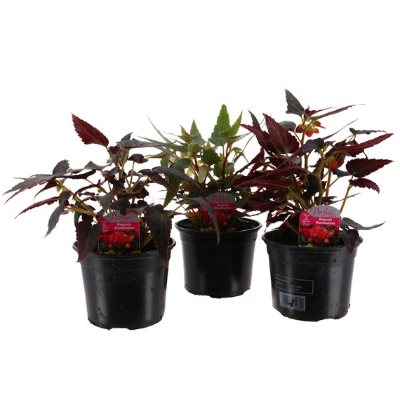 A Lucky Dip Selection! Begonia Illumination 3 x 13cm Pot Bedding