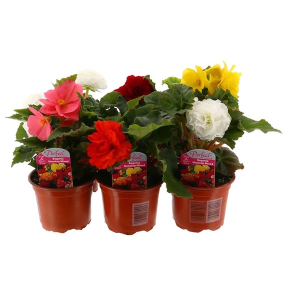 A Lucky Dip Selection! Begonia Non Stop Mixed 6 x 10.5cm Basket Bedding