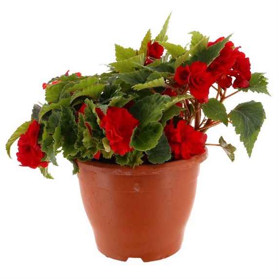 A Lucky Dip Selection! Begonia Nonstop - 6.5L Pot Bedding