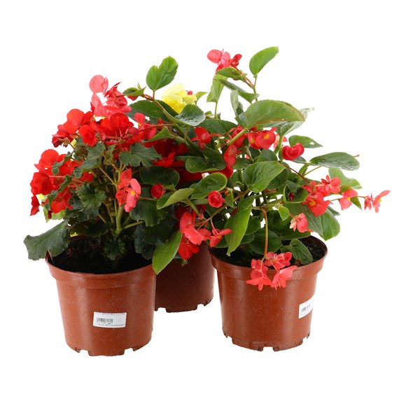 A Lucky Dip Selection! Begonia Semp - 3 x 3L Pot Bedding