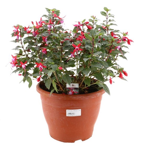 Fuchsia Bella 6.5Ltr Pot Bedding