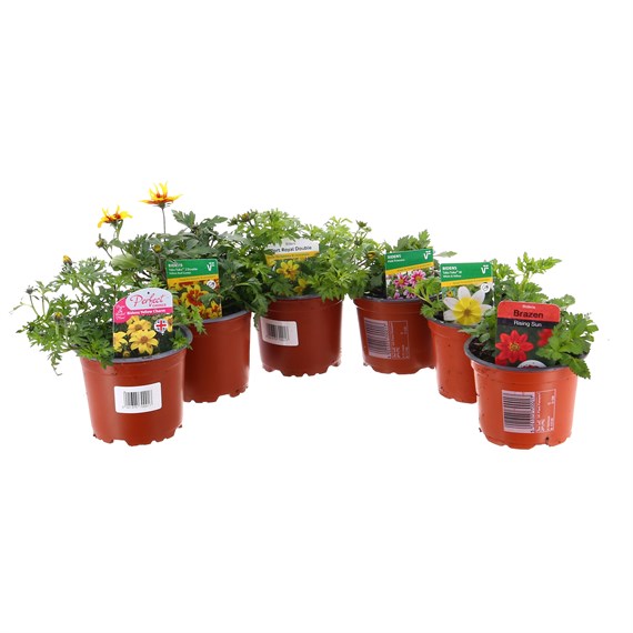 A Lucky Dip Selection! Bidens - 6 x 10.5cm Pot Bedding