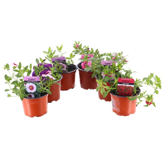 A Lucky Dip Selection! Callibrachoa Assorted 6 x 10.5cm Pot Bedding