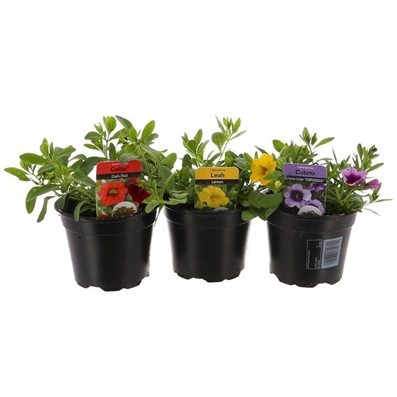 A Lucky Dip Selection! Callibrachoa Assorted 3 x 13cm Pot Bedding