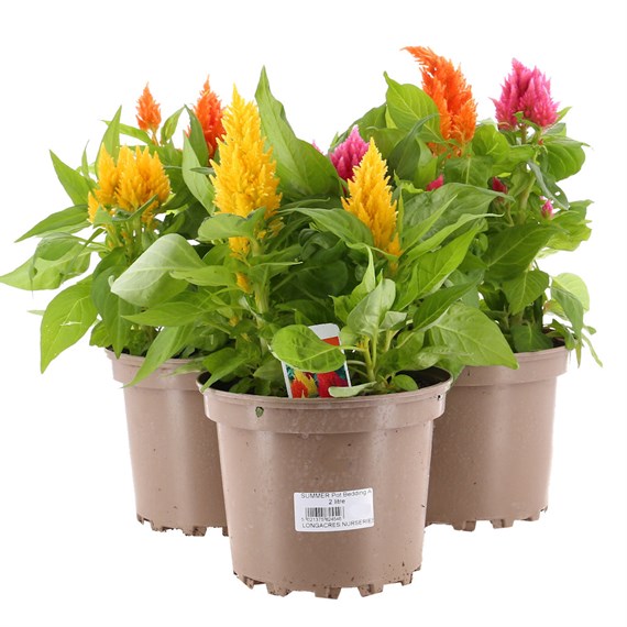 A Lucky Dip Selection! Celosia Mixed 3 x 2L Pot Bedding