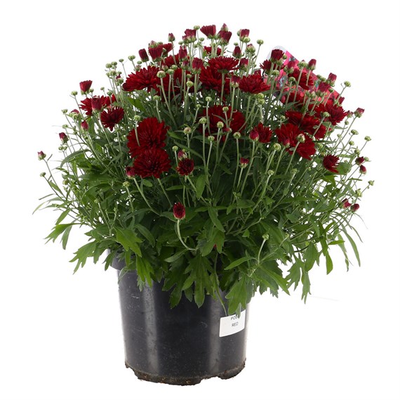 A Lucky Dip Selection - Chrysanthemum 4L Pot Bedding