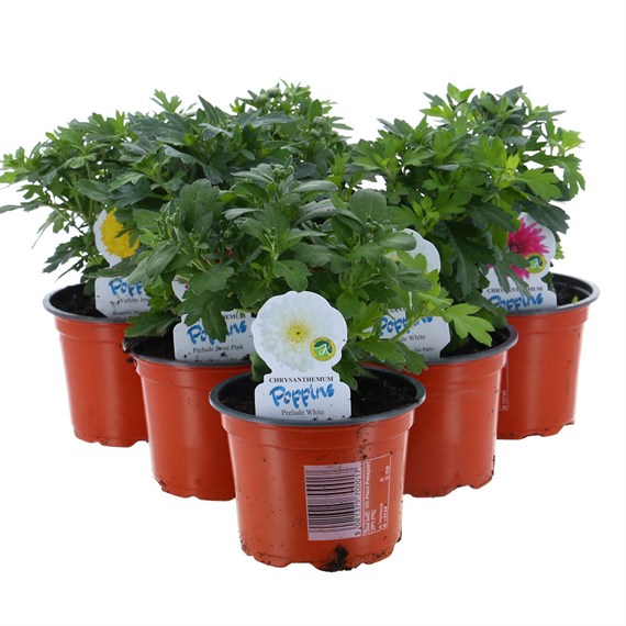 A Lucky Dip Selection! Chrysanthemum Poppins - 6 x 10.5cm Pot Bedding