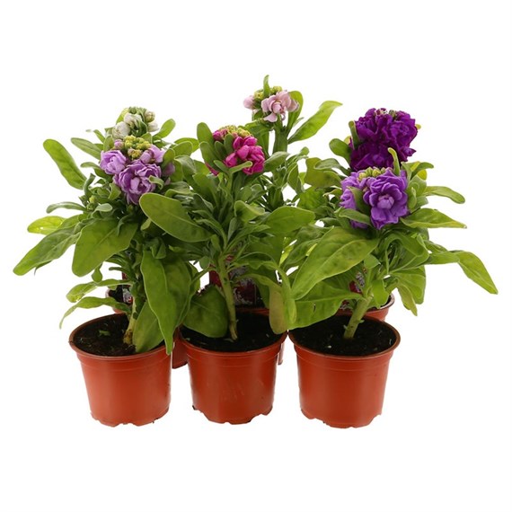 A Lucky Dip Selection! Cinderella Stocks - 6 x 10.5cm Pot Bedding